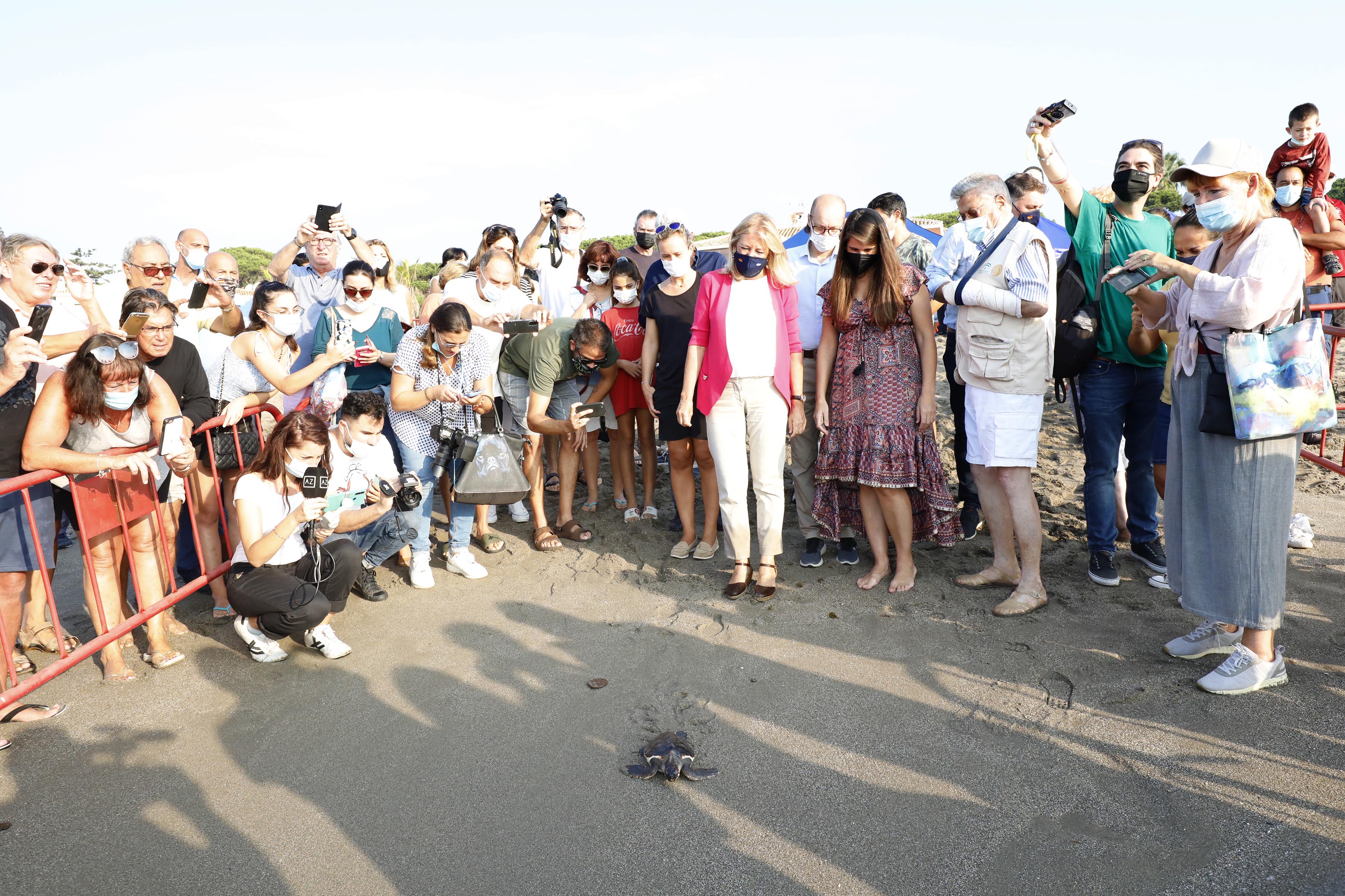 La alcaldesa participa en la suelta de 39 tortugas bobas en el mar de la playa de Cabopino y subraya “la gran labor” de los voluntarios que han colaborado en su cuidado desde la custodia del nido